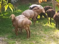 Sheep (batch, sex not specified), Arashan sheep — photo 3