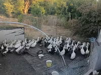 Ducks — الصورة 2