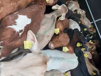 Skot (série, pohlaví neuvedeno), Simmental cattle — foto 1