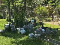 Chickens — foto 1
