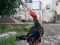 Chickens — photo 3