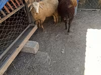 Sheep (batch, sex not specified), Sheep — photo 5