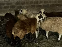 نعجة, الأغنام — الصورة 2
