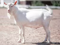 Echkilar (partiya, jinsi ko‘rsatilmagan), Saanen goat — 2-rasm