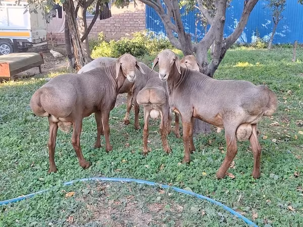 Beran, Karakul sheep