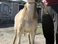 Кочкор, Арашан — сүрөт 1