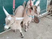 Cabras (lote, sexo no especificado), Alpine goat — foto 1