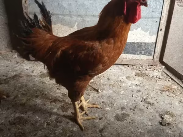 Chickens