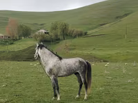At, Azerbaijan horse — foto 2