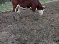 İnək, Simmental cattle — foto 2
