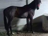 Kůň, Koně — foto 4