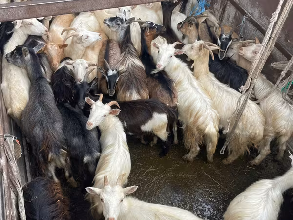 Keçi, Keçilər