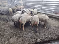 Qoç, Qoyunlar — foto 5