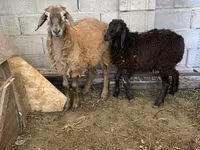 Carnero, Small-tailed Han sheep — foto 1