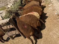 Ram, Sheep — photo 3