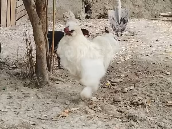 Chickens — Azərbaycan