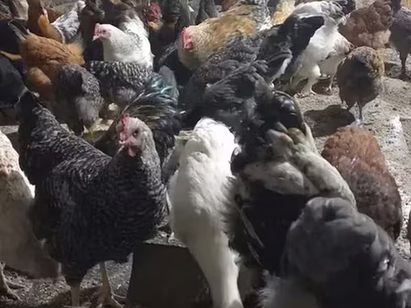 Куры — Армения