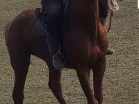 Hengst, Trakehner — Foto 1