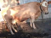 Cow, Swiss cattle — photo 2