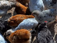 Chickens — 照片 6