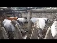 Madyan, Atlar — foto 1