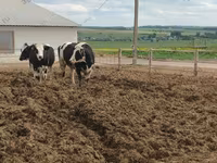 Cow, Russian Black pied cattle — photo 6