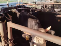 Bulle, Simmental cattle — Foto 4