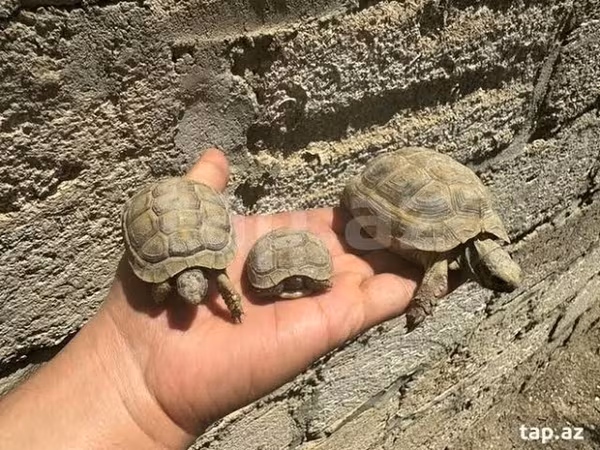 Quru tısbağalar – 3dişi 2erkəydi,hamısın alana təkini 20m