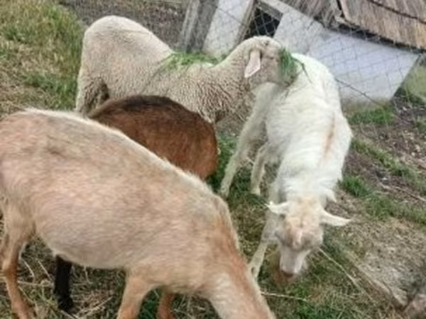 Beran, Merino sheep