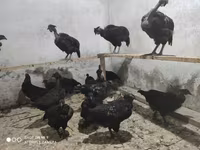 Chickens — photo 6