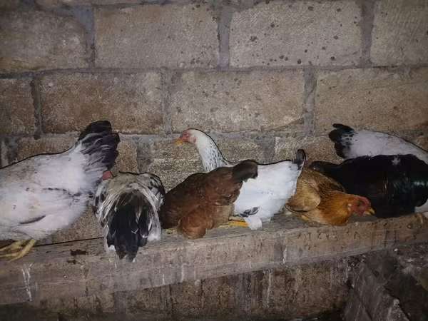 Chickens — Azerbaijan
