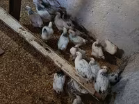 Chickens — foto 2