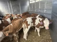 Toro, Simmental cattle — foto 3