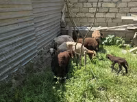 Sheep, Sheep — photo 2