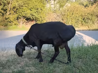 Qoç, Edilbay sheep — foto 1
