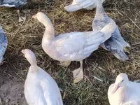 Ducks — الصورة 2