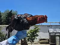 Chickens — photo 2