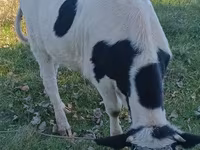Cow, Russian Black pied cattle — photo 2