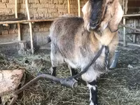 عنزة, Beetal goats — الصورة 3