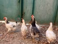 Chickens — photo 8