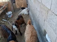 母山羊, Goats — 照片 3