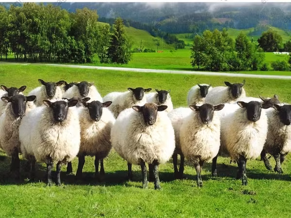 Sheep, Romanov sheep
