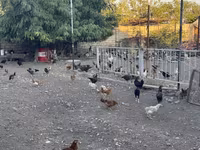 Chickens — Foto 4