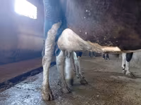 Vaca, Raça Alatau — foto 4