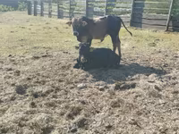 Buğa, Zebu — foto 8