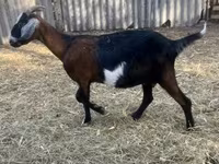 Kozel, Alpine goat — foto 3