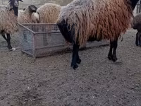 Sheep, Sheep — photo 6