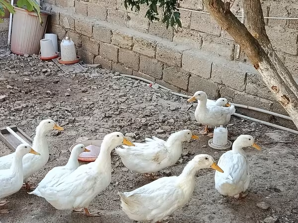 Ducks — Azerbaijan