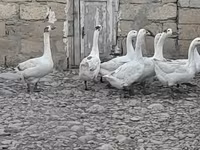 Geese — foto 2