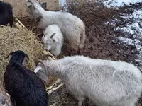 山羊（批次，未指定性别）, Goats — 照片 5
